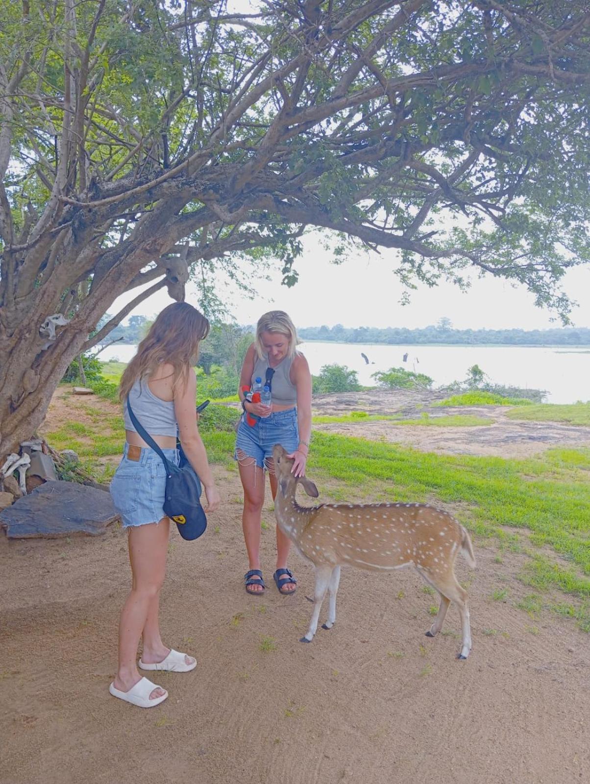 White Rose Safari Home Stay Udawalawe Zewnętrze zdjęcie