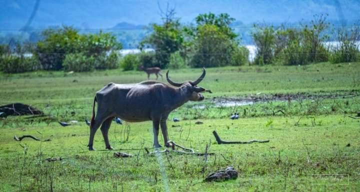 White Rose Safari Home Stay Udawalawe Zewnętrze zdjęcie