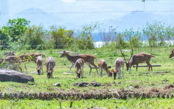 White Rose Safari Home Stay Udawalawe Zewnętrze zdjęcie
